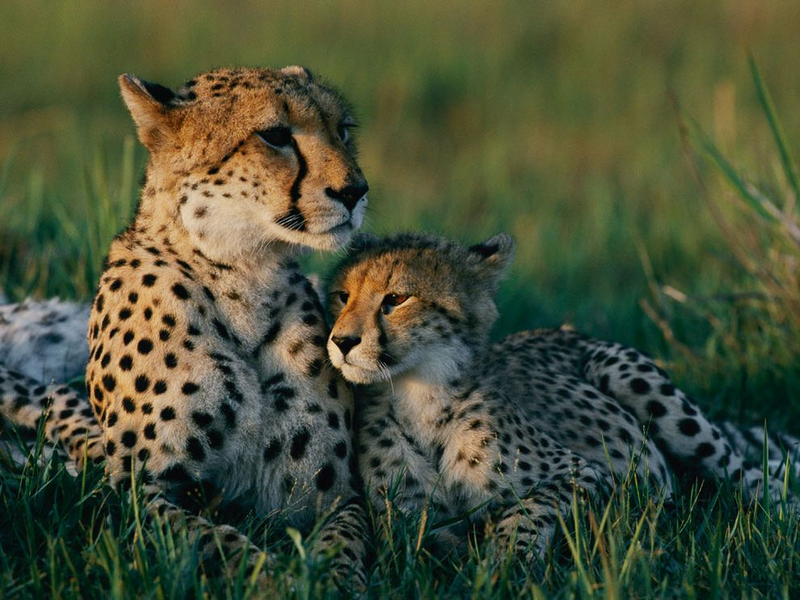 Illustration for article titled Caturday - Acinonyx jubatus Edition